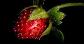 Wild Strawberry