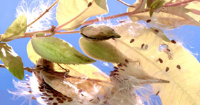 Sun Kissed Morning Glories