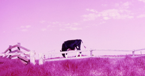 Infared Cow