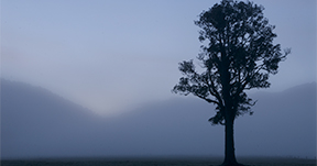 NZ Morning Tree
