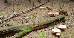 forest spirits at work