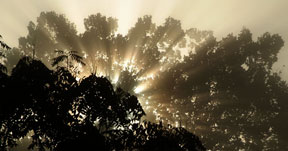 Northern Virginia Morning