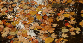 Mill Creek Leaves, 2004