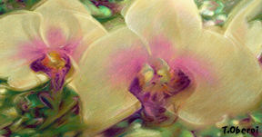 Stillness in Activity