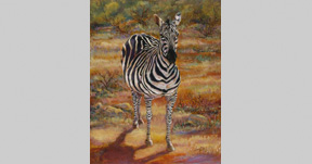 Zebras Are Always Pregnant