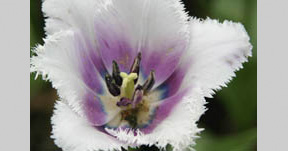 Flowers in Amsterdam