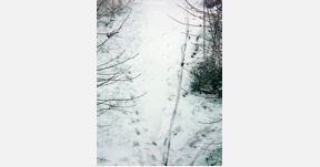 traces-at-snow, photo