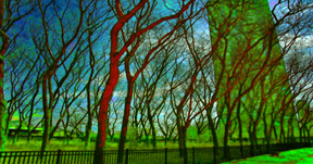 Olive Park With Alice